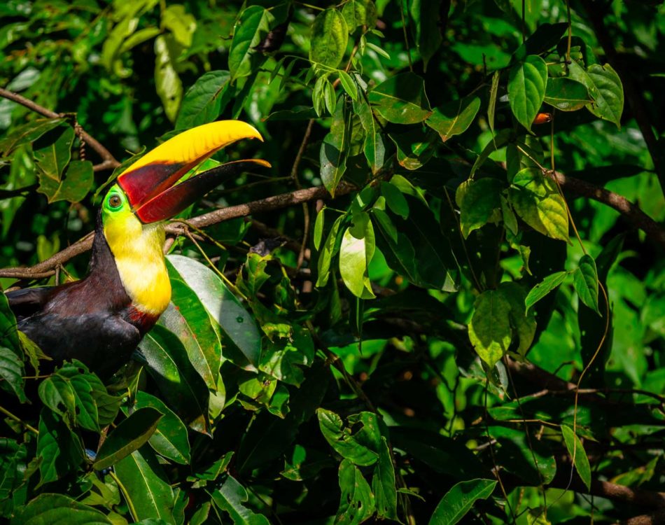 Is Costa Rica Expensive? Actual Costs To Visit In 2024