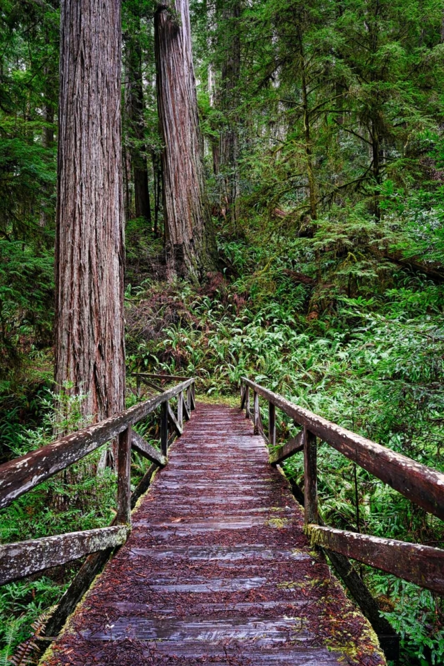 Jedediah Smith Redwoods State Park Boyscout Trail