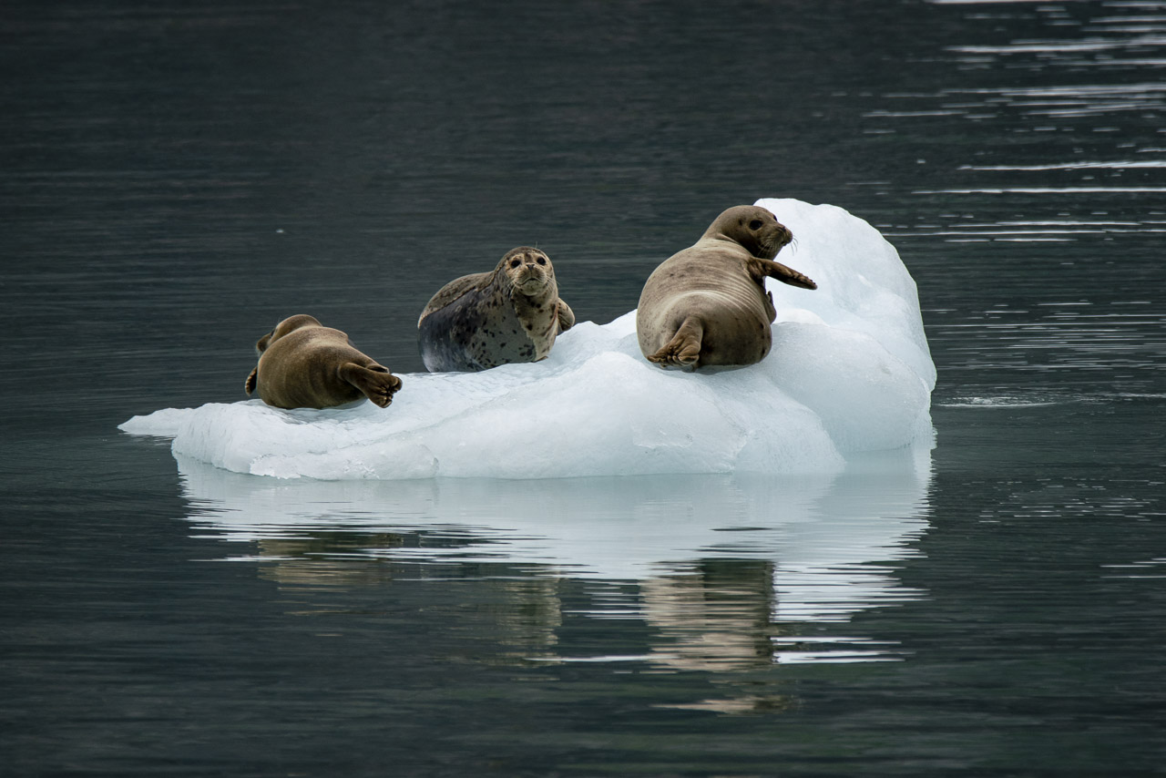 Seals on an ice floe