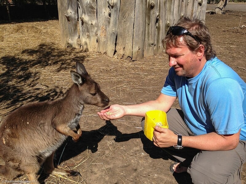 Kangaroo Island wildlife - Dave feeds kangaroo