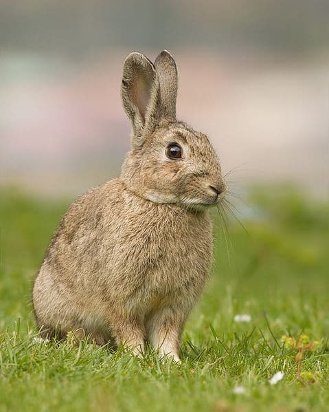 Kangaroo Island wildlife European Rabbit