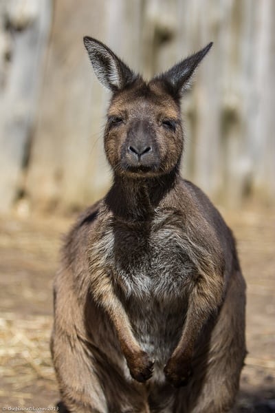 Kangaroo Island wildlife sanctuaries - cute kangaroo
