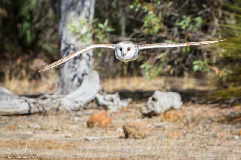 Kangaroo Island Australia wildlife sanctuaries - flying owl