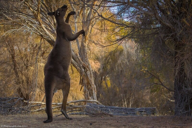 Kangaroo Island wildlife - kangaroo