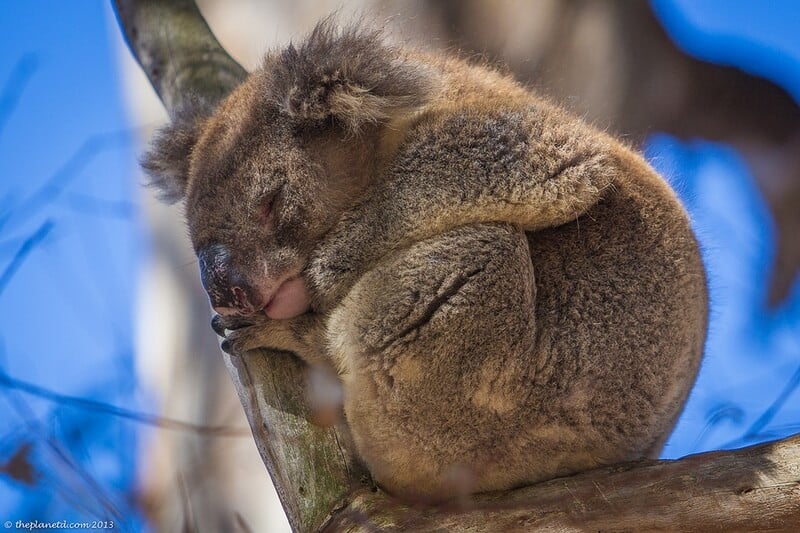 Kangaroo Island wildlife Australia- koala