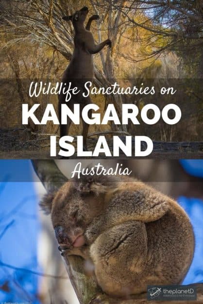 While there is a bounty on many an animal's head in Australia, there are some Kangaroo Island wildlife sanctuaries who give comfort to animals in need.