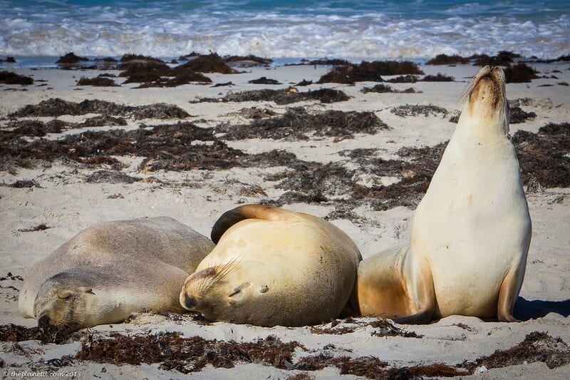 Kangaroo Island wildlife - seals