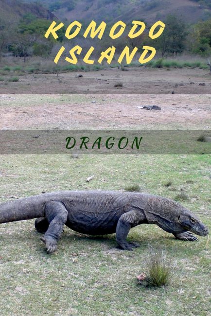 komodo island tour pinterest Komodo island tour pinterest