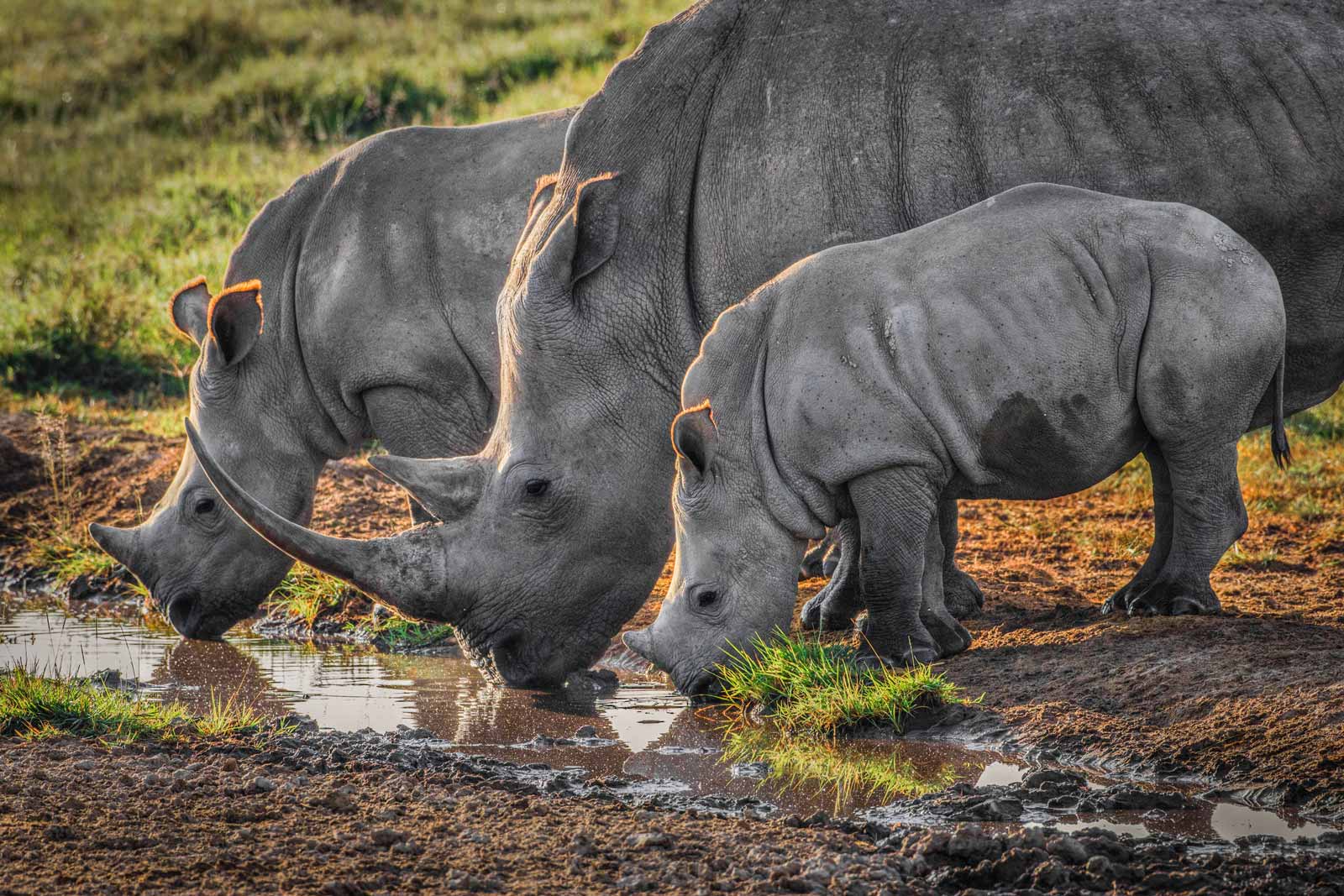 Rhinos at Lake Nakuru in Kenya
