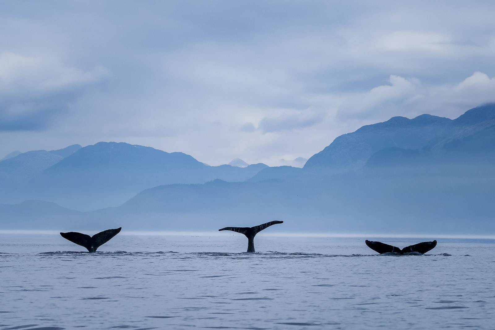 Alaska Love Letter Whales