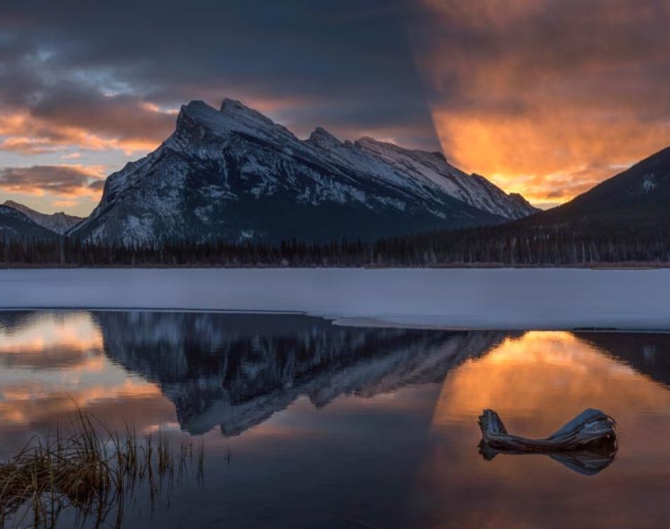 Are Dogs Allowed In Banff National Park