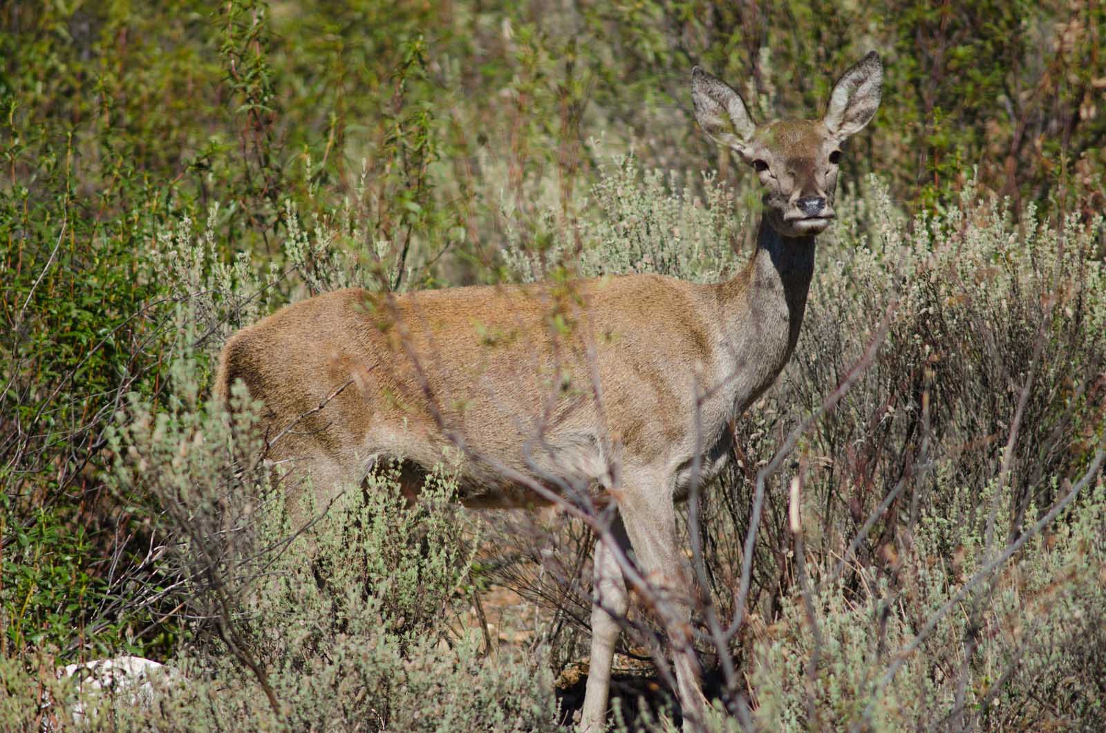 Mule Deer on Catalina Island