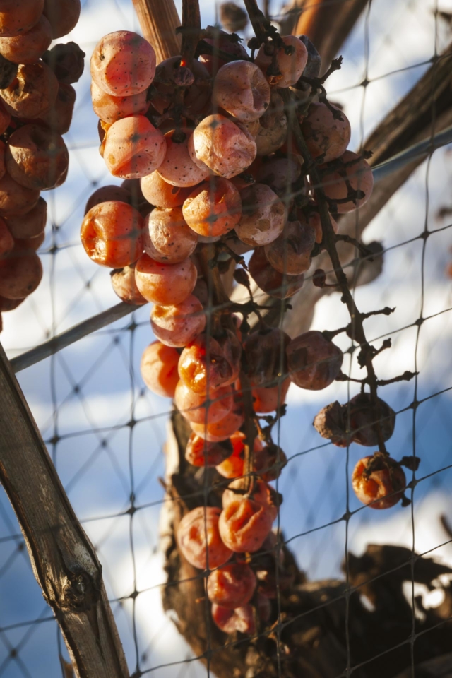 frozen grapes for ice wine