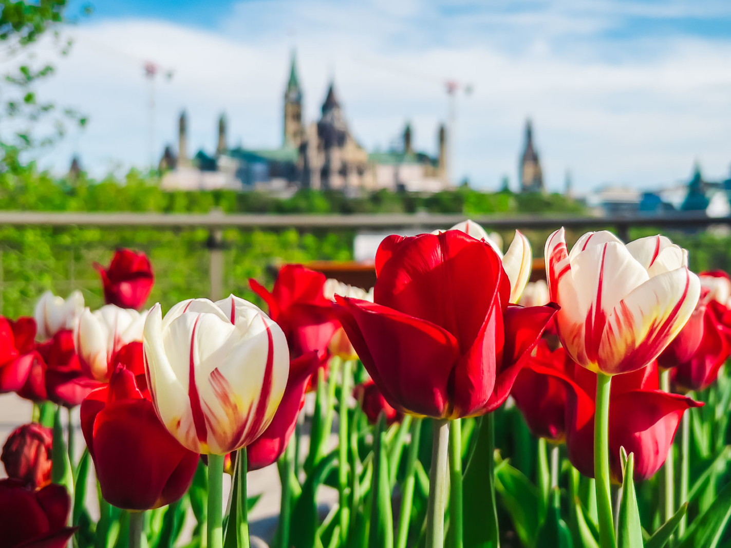 Canadian Tulip Festival in Ottawa Parliament buildings