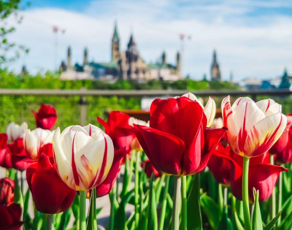 The Ultimate Guide To The Canadian Tulip Festival in Ottawa In 2024