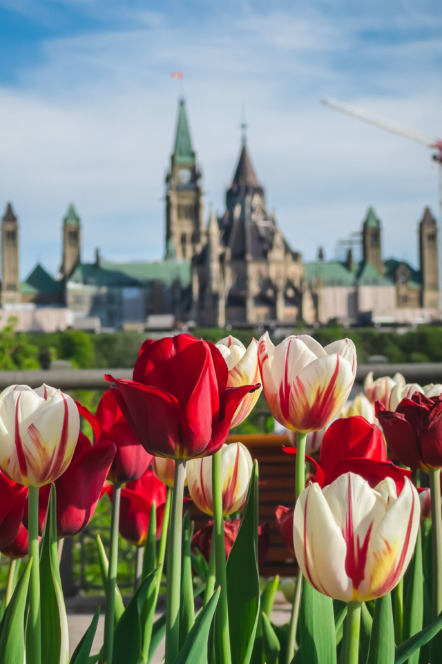 canadian tulip festival in ottawa alexandra bridge