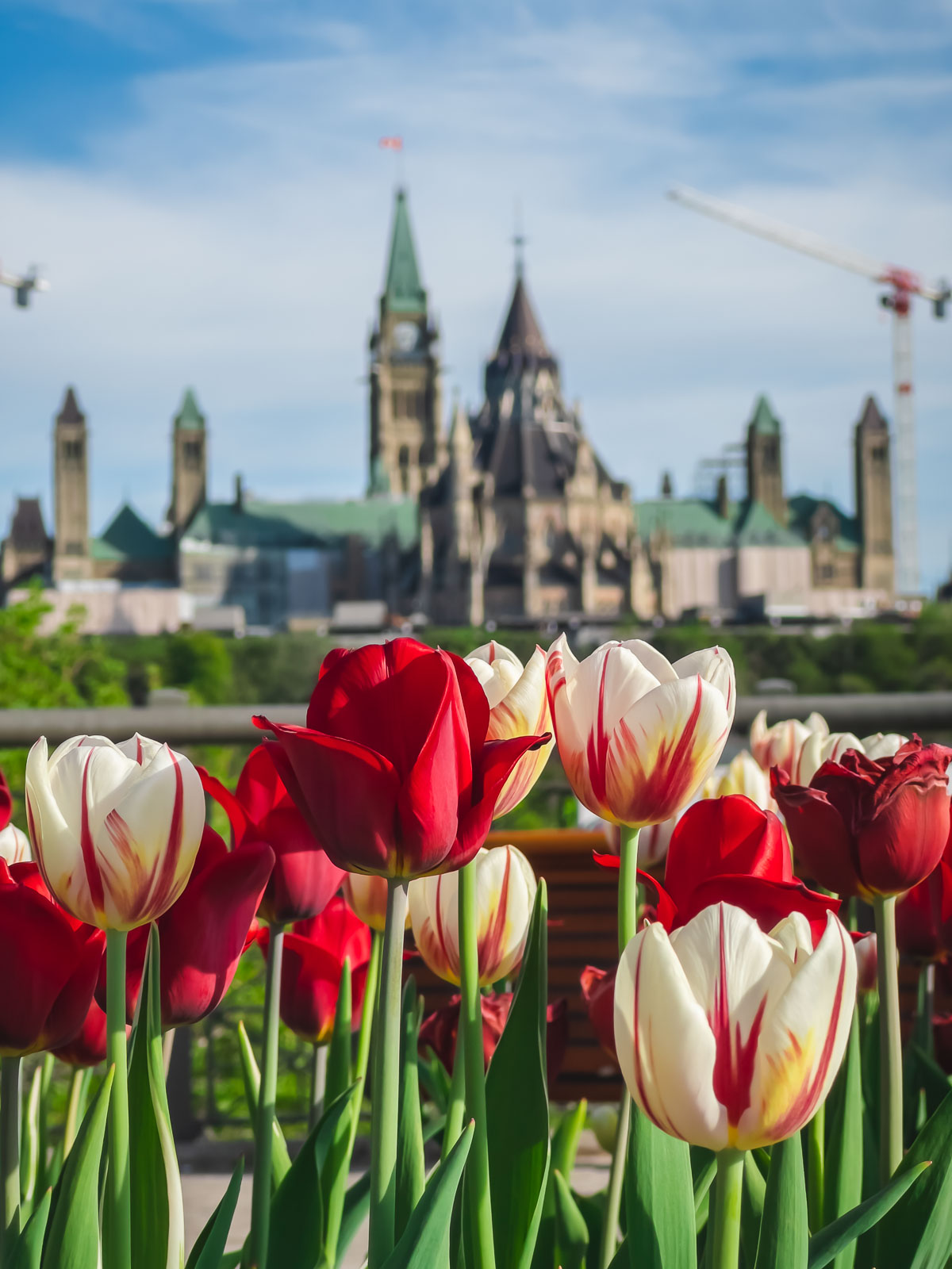 How to Visit the Ottawa Tulip Festival The Best and Biggest