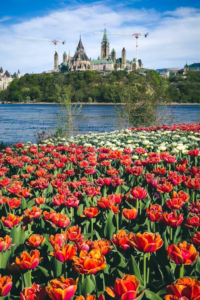 Canadian tulip Festival Canadian Museum of History