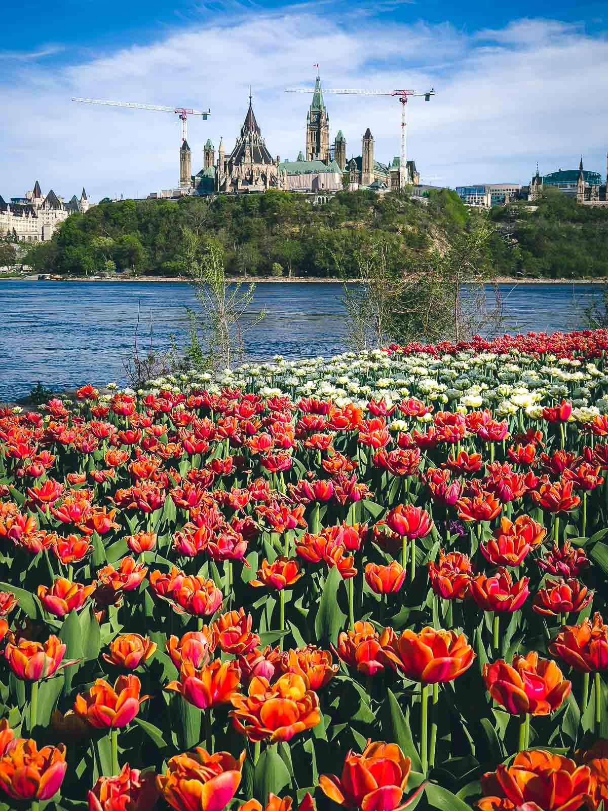 Ottawa Tulip Festival Canadian Museum of History