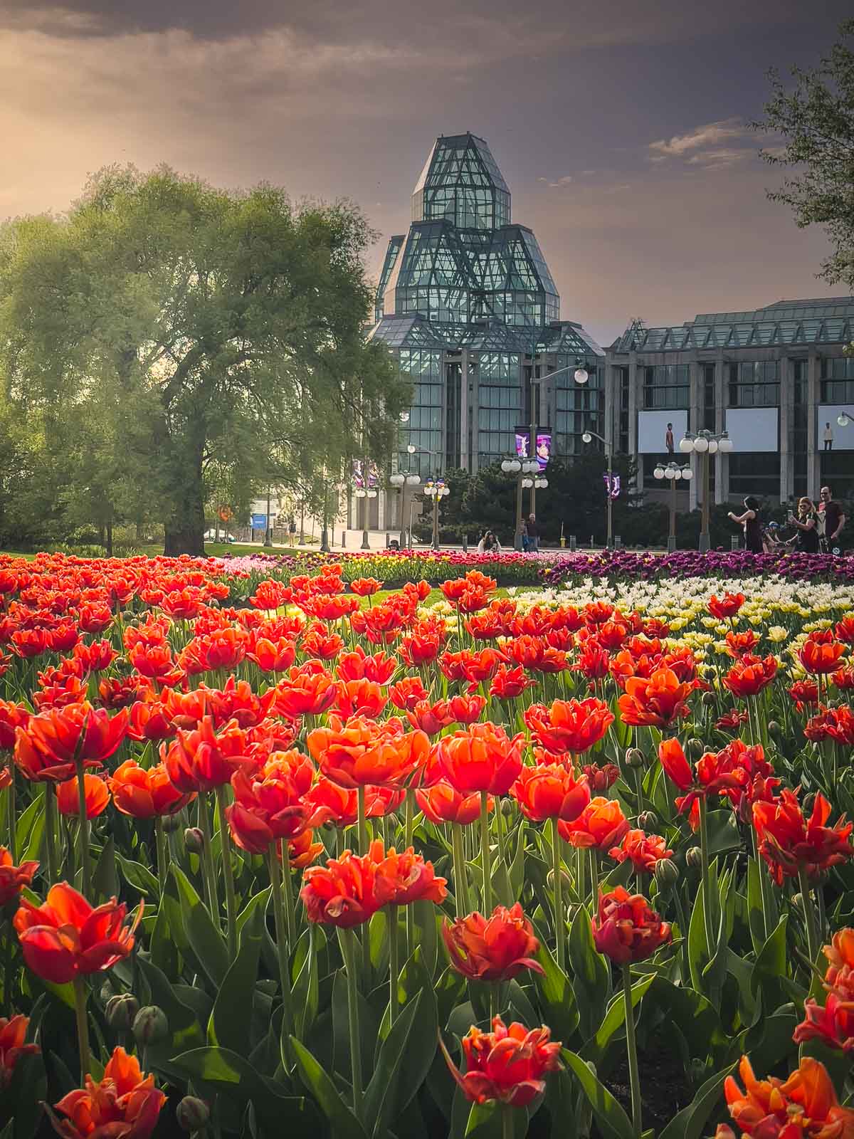 Ottawa Tulip Festival Majors Hill Park View