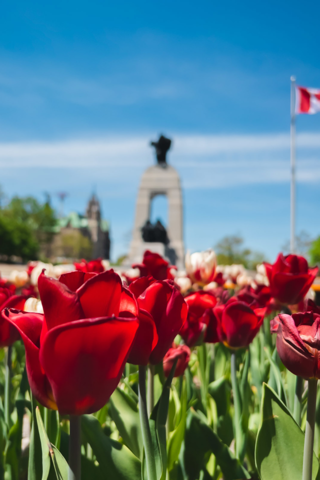 Canadian Tulip Festival National War Memorial