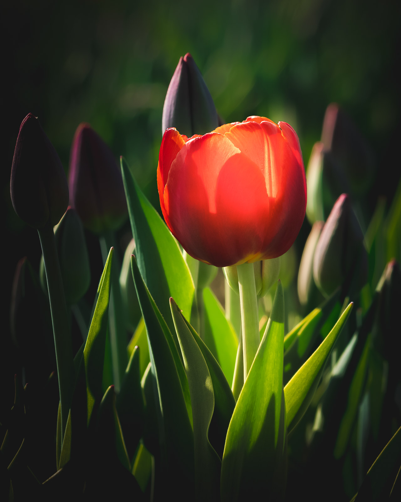 Ottawa Tulip Festival Photographing Tulips Tips