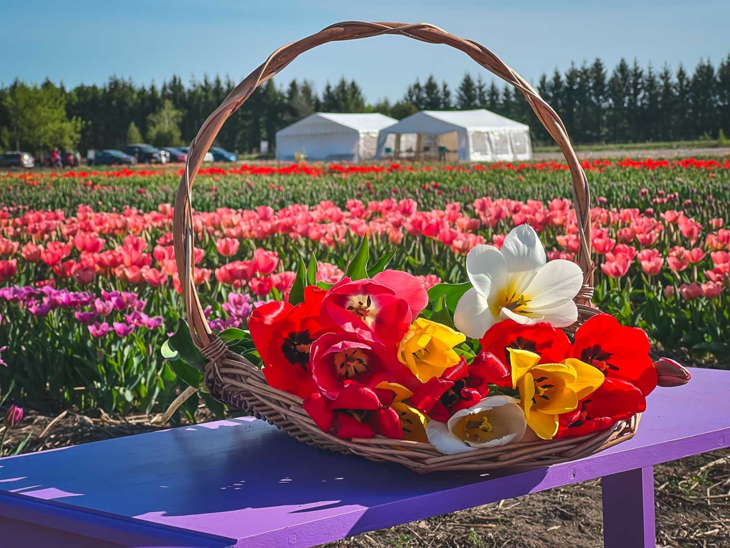 The Ultimate Guide To The Canadian Tulip Festival in Ottawa In 2024