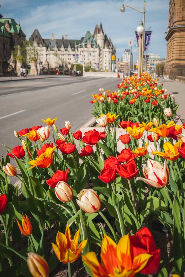 The Ultimate Guide To The Canadian Tulip Festival in Ottawa In 2024
