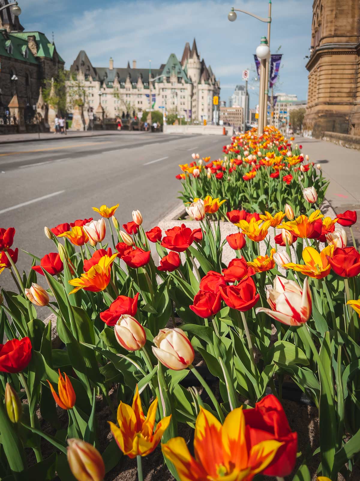 Ottawa Tulip Festival Wellington Street