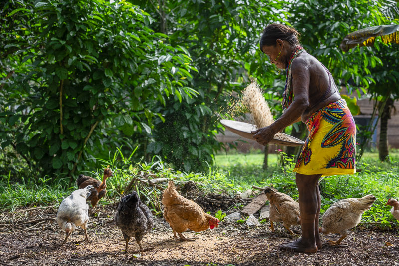 Embera Tribe of Panama in Darien Forest