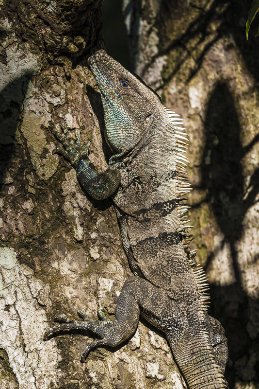 Costa Rica Wildlife on our Panama Canal Cruise