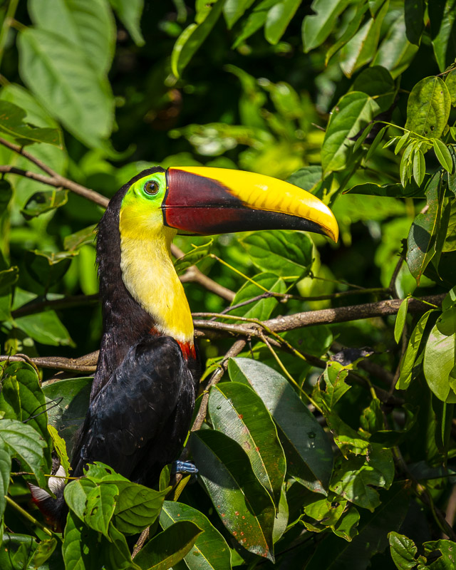 Toucans in Costa Rica