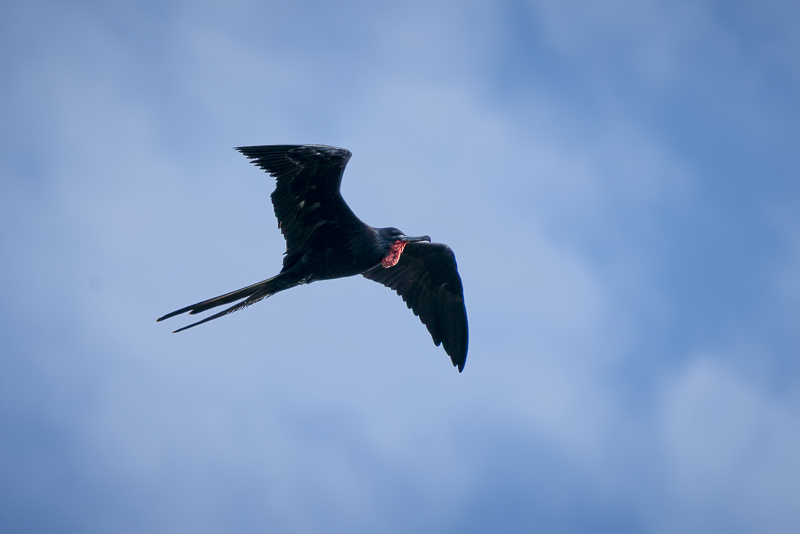 Cormorants in Panama Canal Cruise