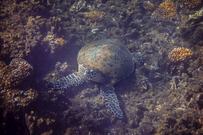 Panama Canal Cruise Turtle feeding