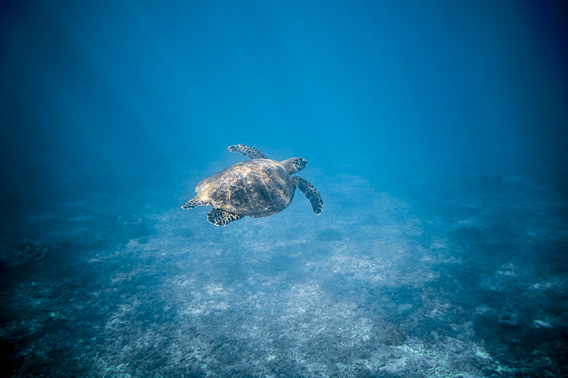 Panam Canal Cruise seeing Sea Turtles