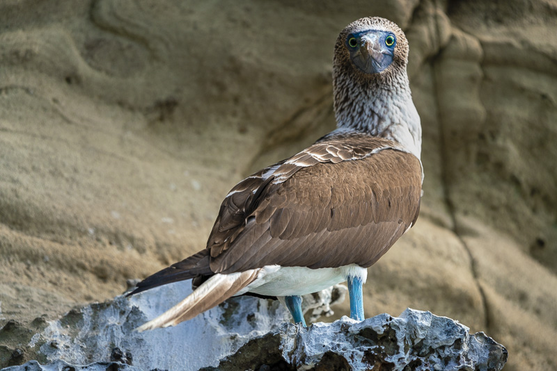 Blue footed Boobie on Panama Canal Uncruise