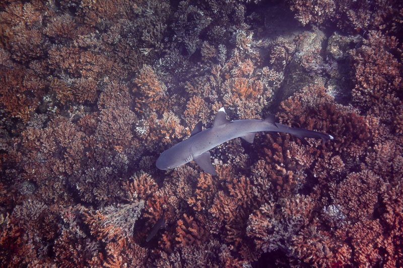 White tipped reef shark on Panama Canal Cruise