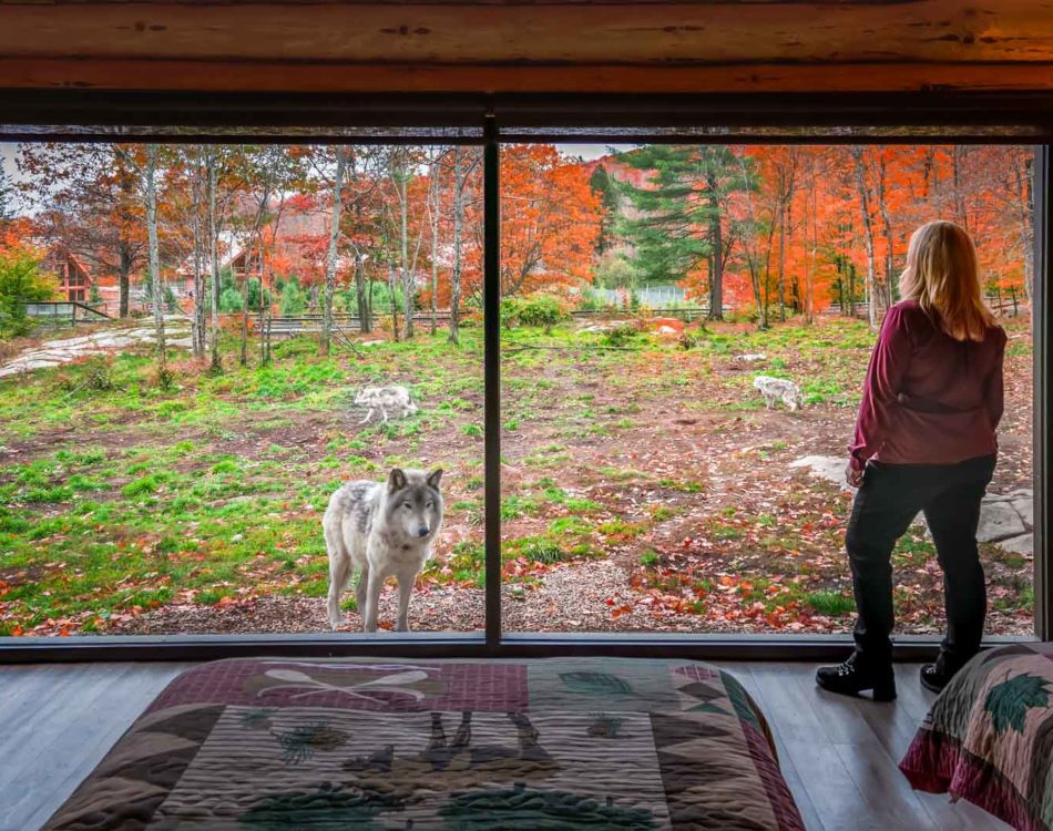 Parc Omega Wolf Cabins: A Weekend Sleeping With The Wolves