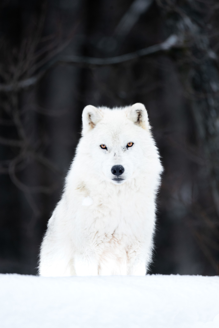 Park Omega Wolf Cabin Experience Arctic Wolf