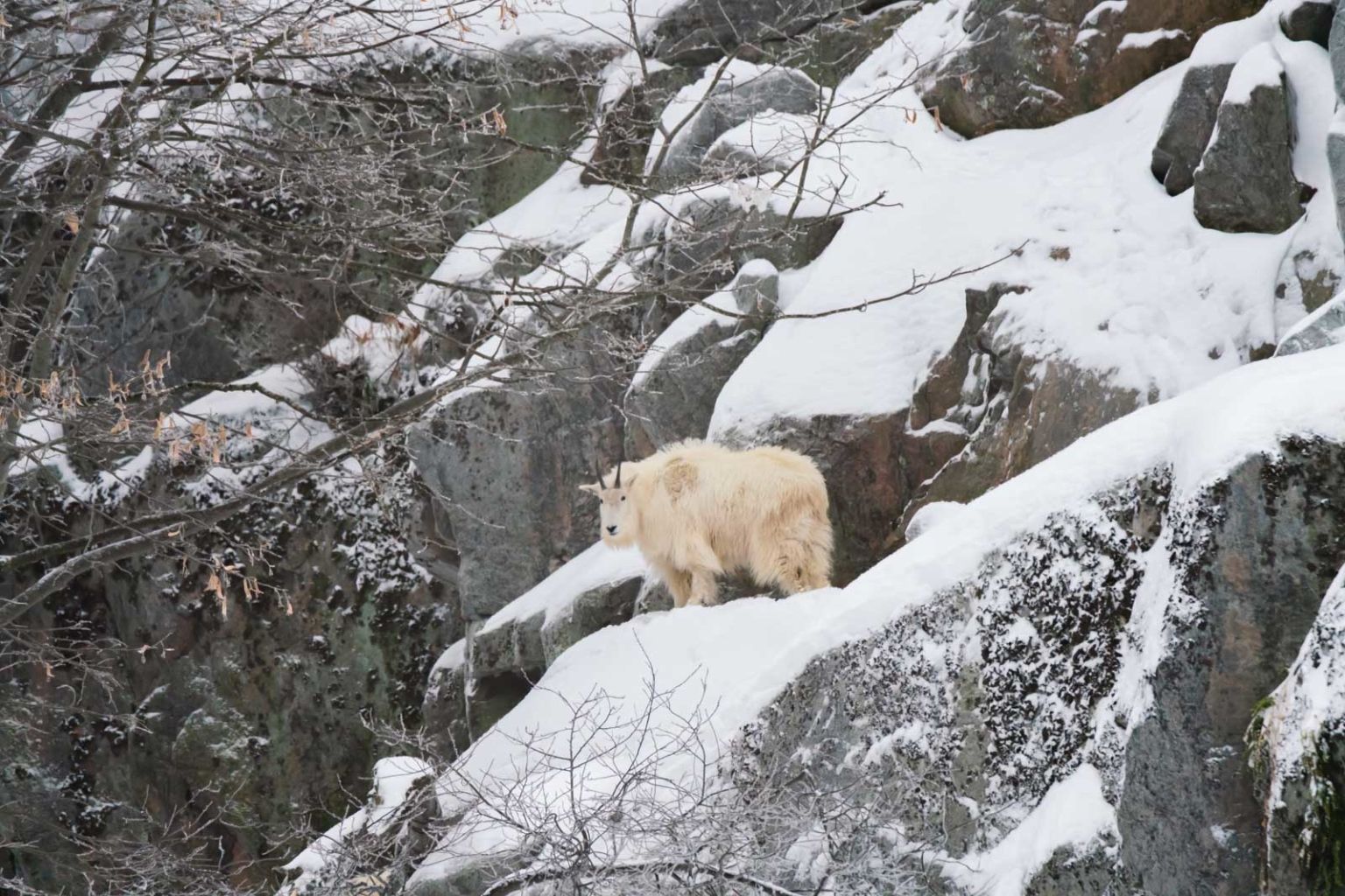 Parc Omega Wolf Cabins: A Weekend Sleeping With The Wolves - The Planet D