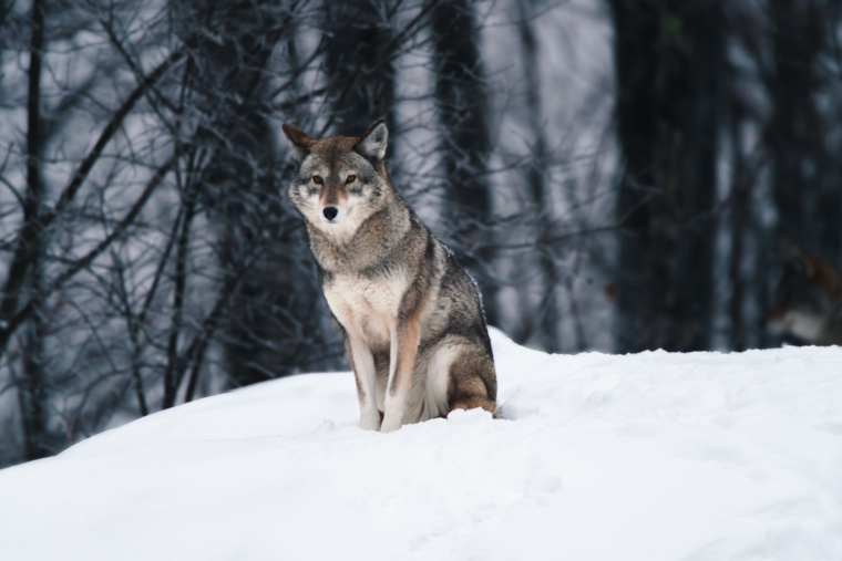 Parc Omega Wolf Cabins: A Weekend Sleeping With The Wolves - The Planet D