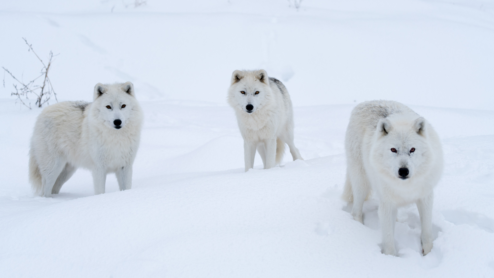 Parc Omega Wolves Arctic