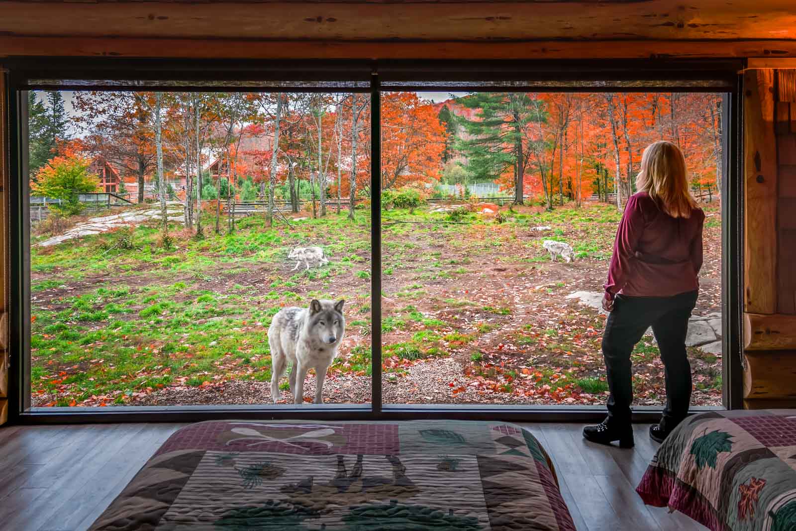 Parc Omega Wolf Cabins A Weekend Sleeping With The Wolves The