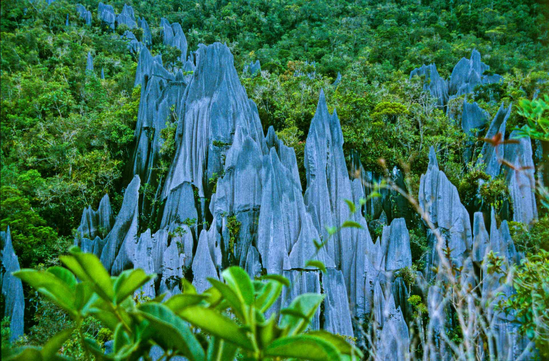 Pinnacles of Borneo