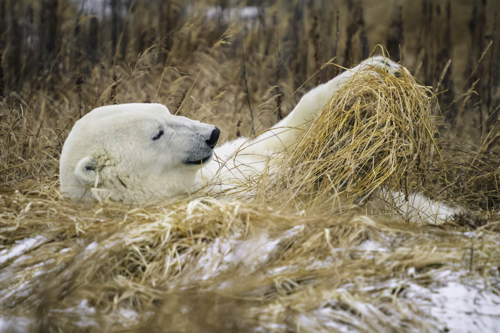 Polar Bear Tours Churchill Daily Routine