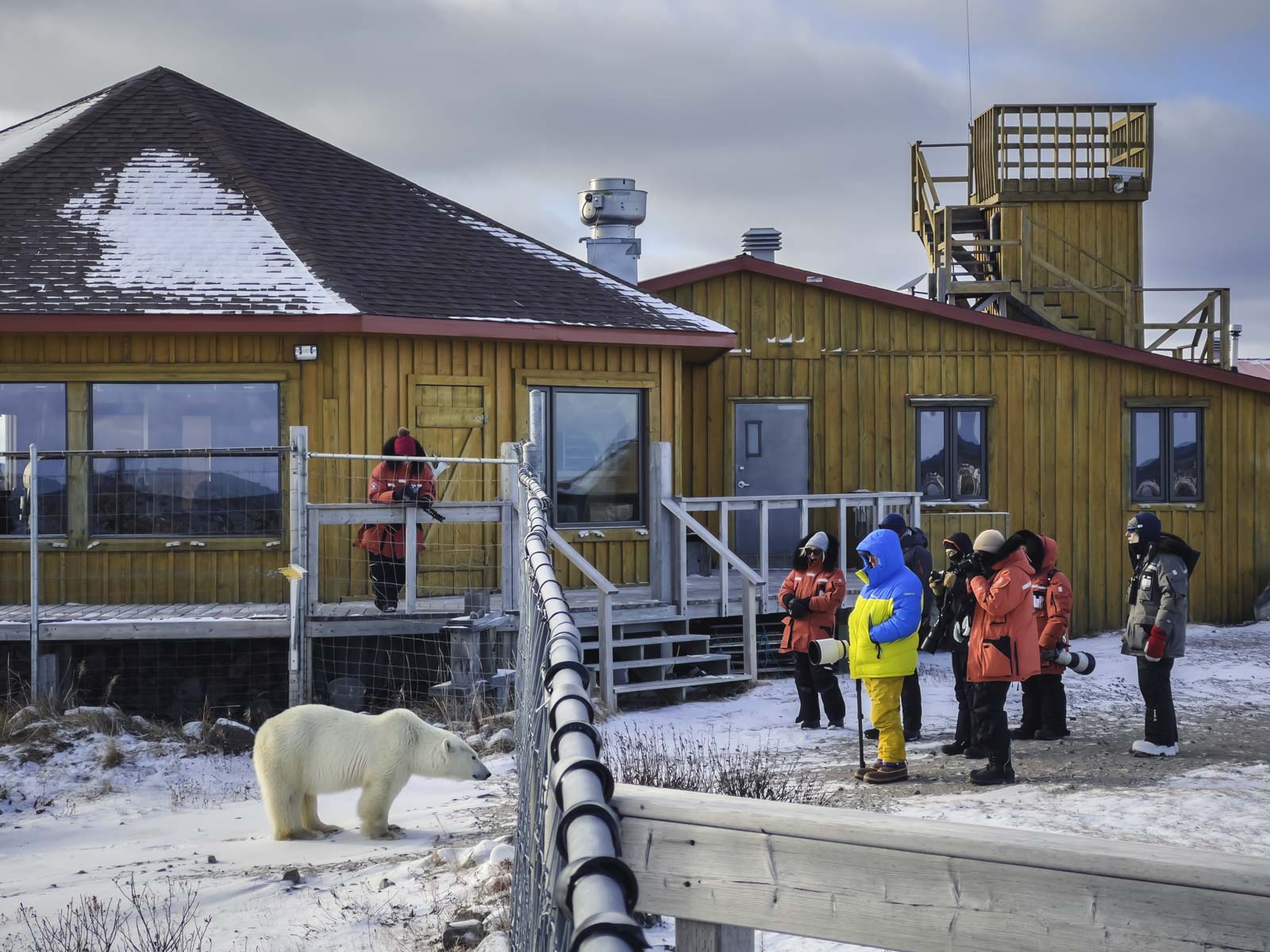 Polar Bear Tours Churchill Wild Encounters