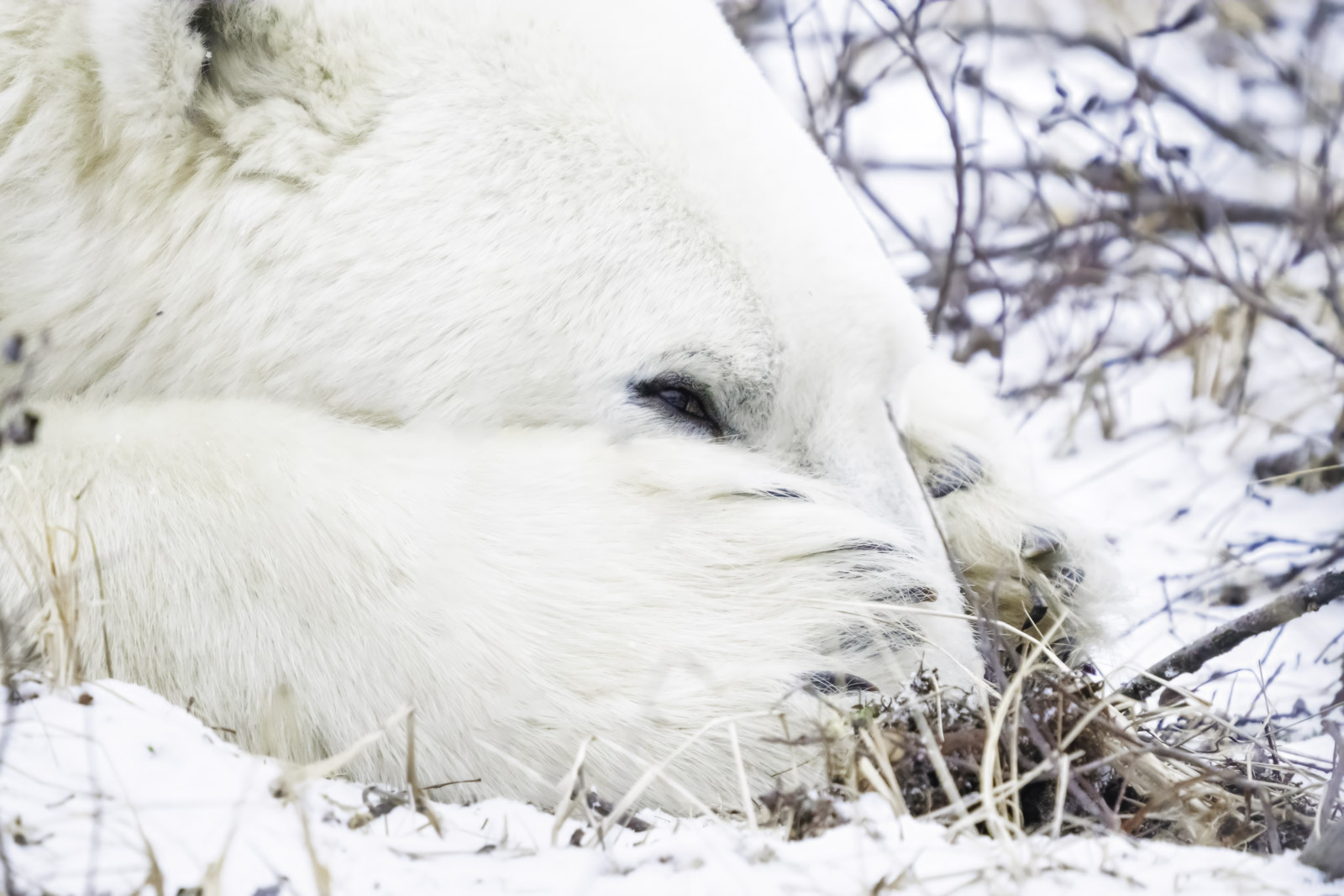 Polar Bear Tours Churchill Wild FAQ's