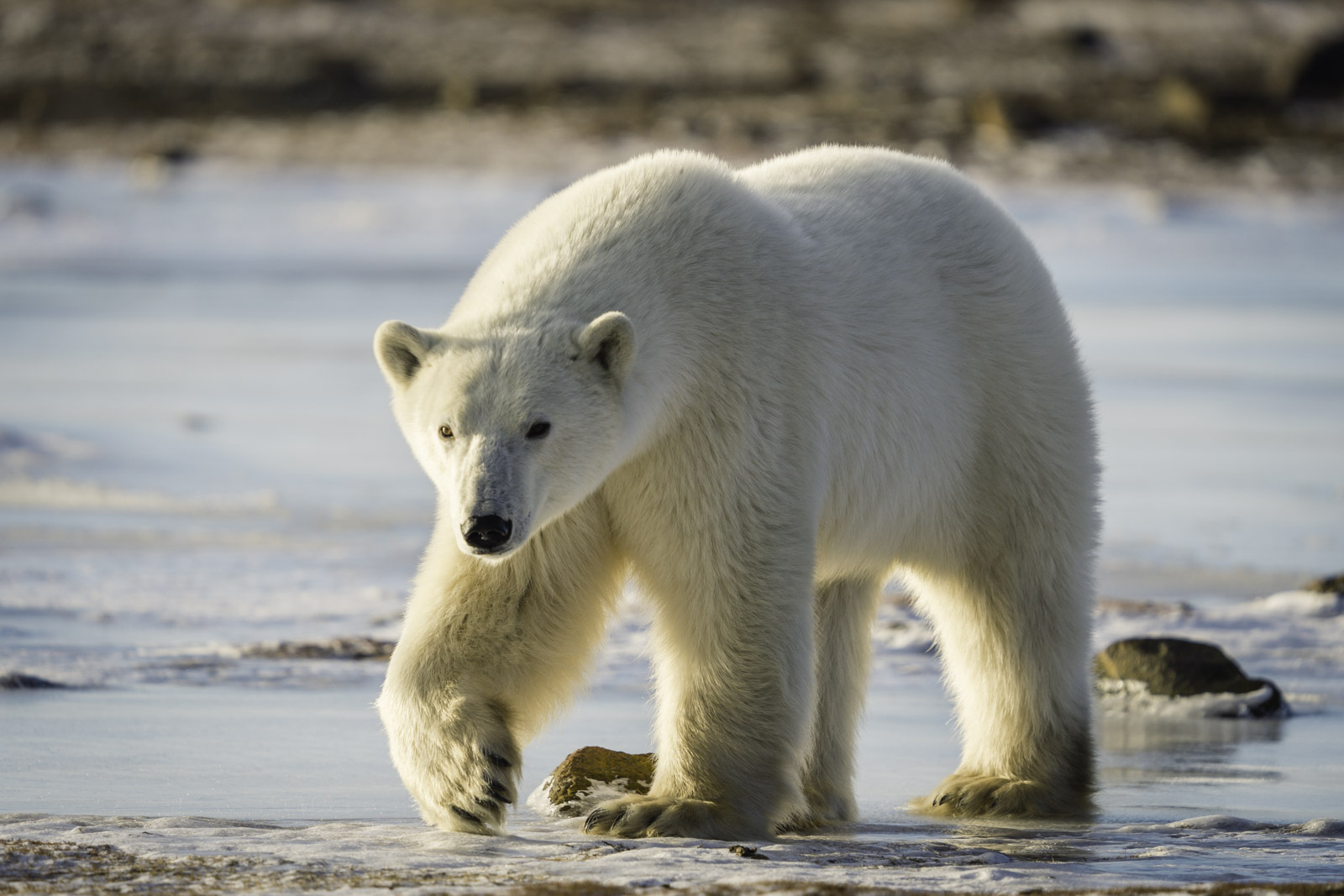 Polar Bear Tours Churchill Female Encounter