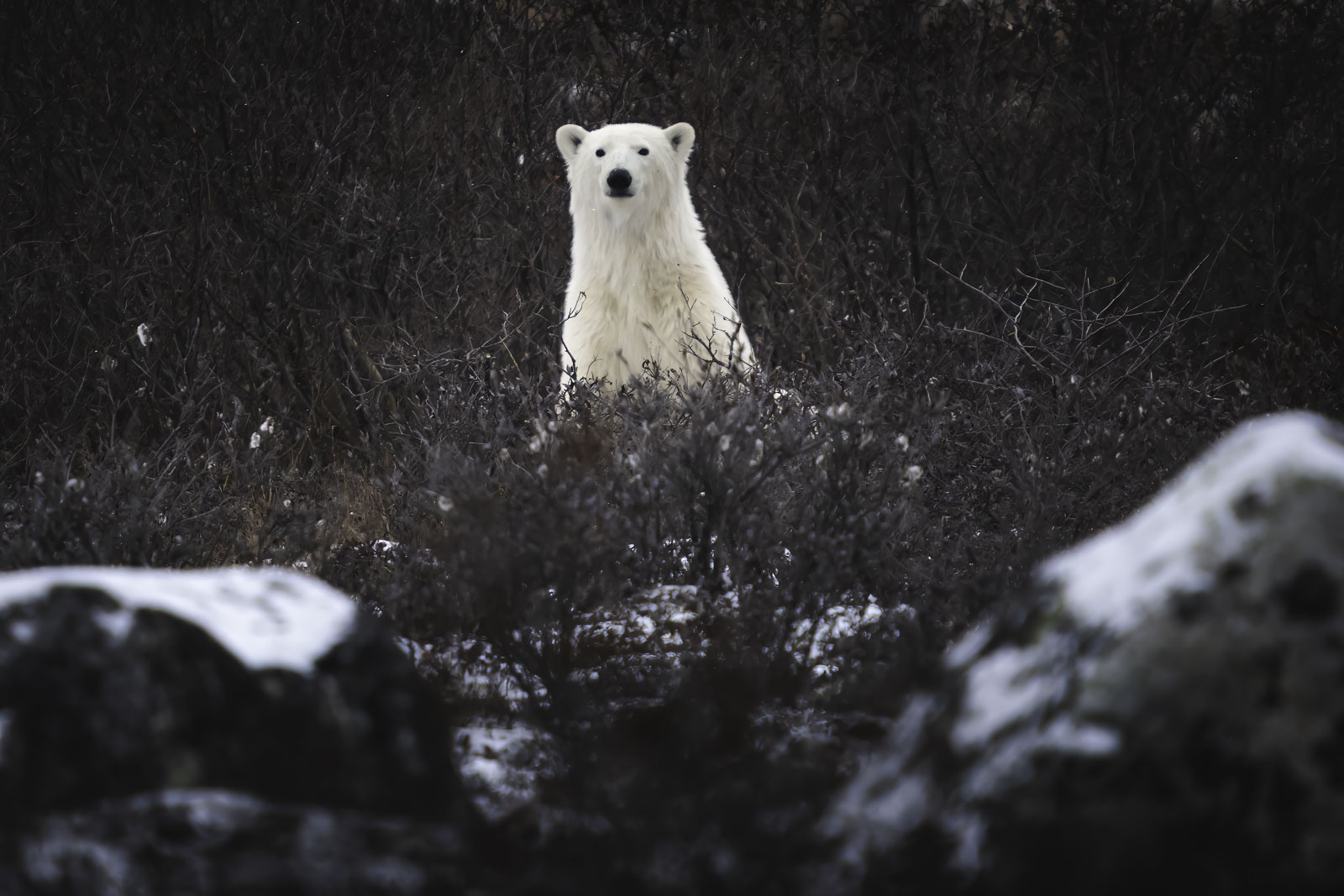 Polar Bear Standing Male