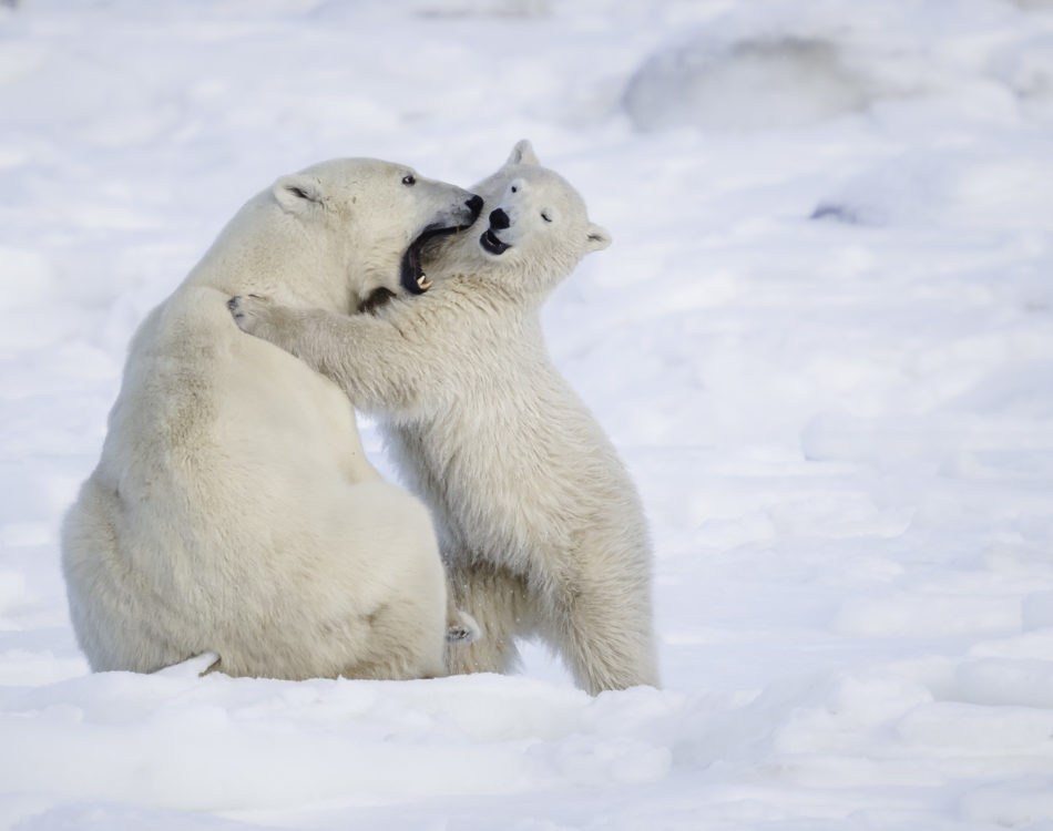 Premier Polar Bear Encounters – Face to Face with Arctic Giants